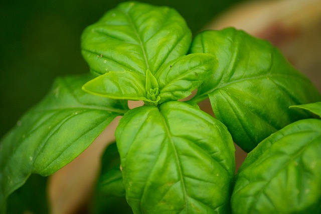 Basil leaves for curing vitiligo